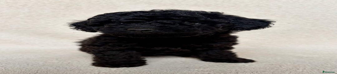 Cockapoo Puppy 2