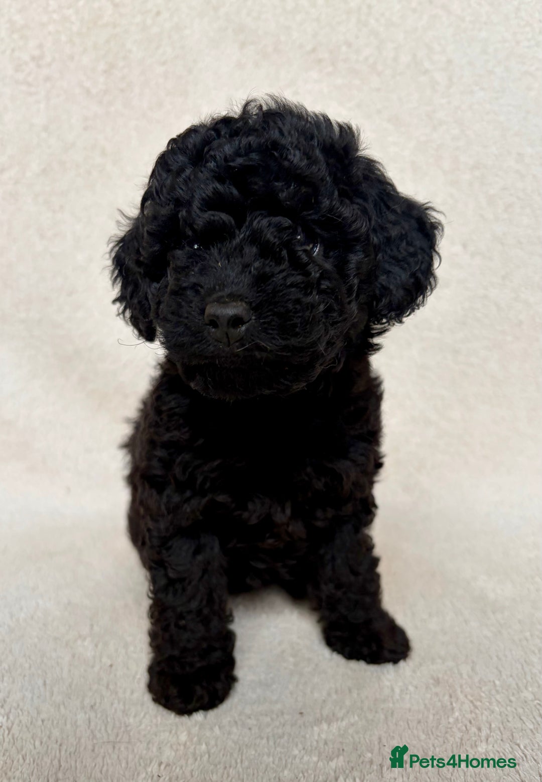 Cockapoo dogs for sale: Amazing Bundles of Joy  - Image 2