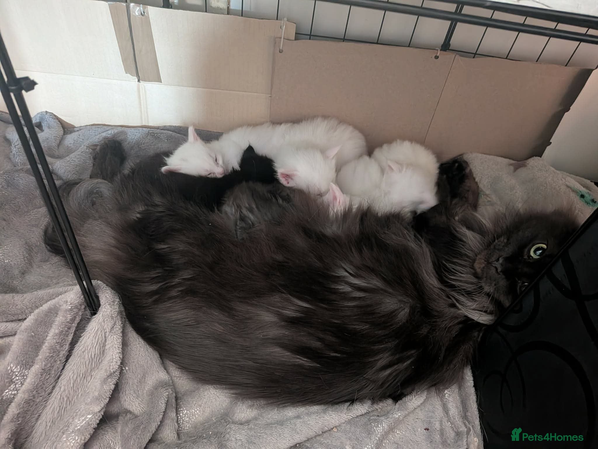 Maine Coon cats Maincoon kittens (pure bred) - Advert 15