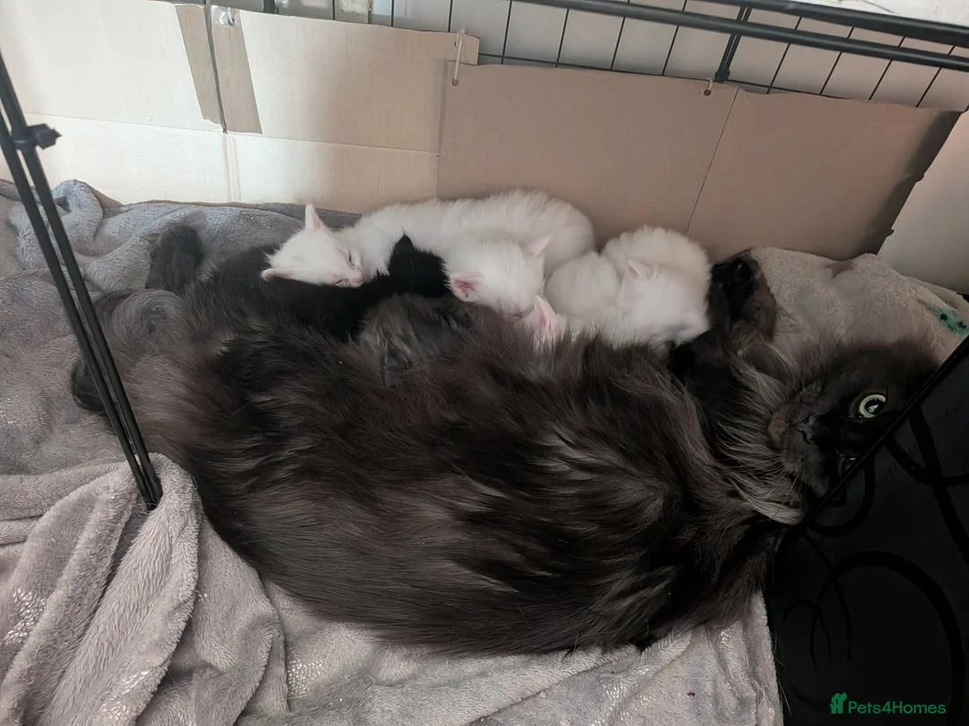 Maine Coon cats for sale: Maincoon kittens (pure bred) in Larkhall - Advert 17
