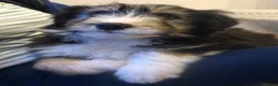 Bearded Collie dogs for sale: Beautiful Bearded Collie Puppies.  - Advert 8