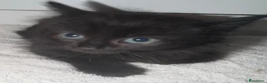 Ragdoll 3