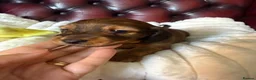 Miniature Dachshund dogs for sale: Show type mini longhair Boy from Crufts finalist  - Advert 14
