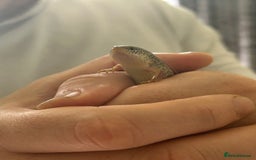 Skink reptiles for sale: Ocellated Skink with Full Setup - Image 3