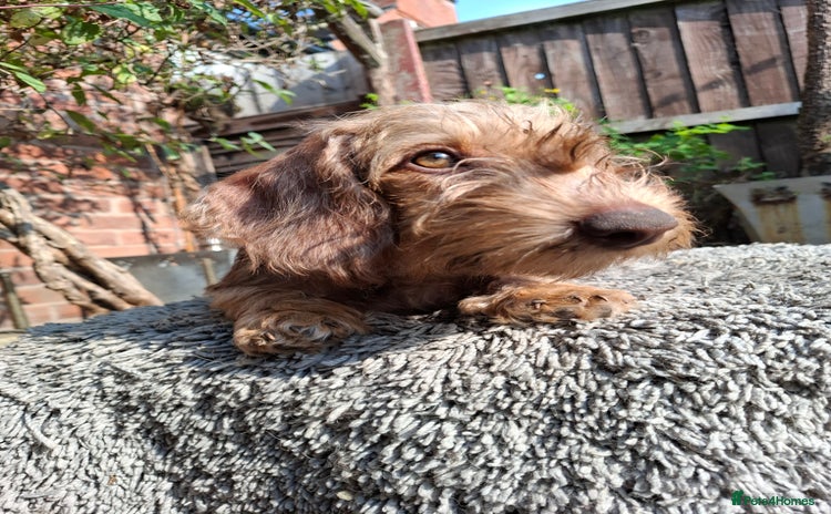 Miniature Dachshund dogs - Advert 3