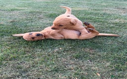 Labrador Retriever dogs for sale: 🧡 Fabulous Red & Yellow KC reg Puppies  - Image 7