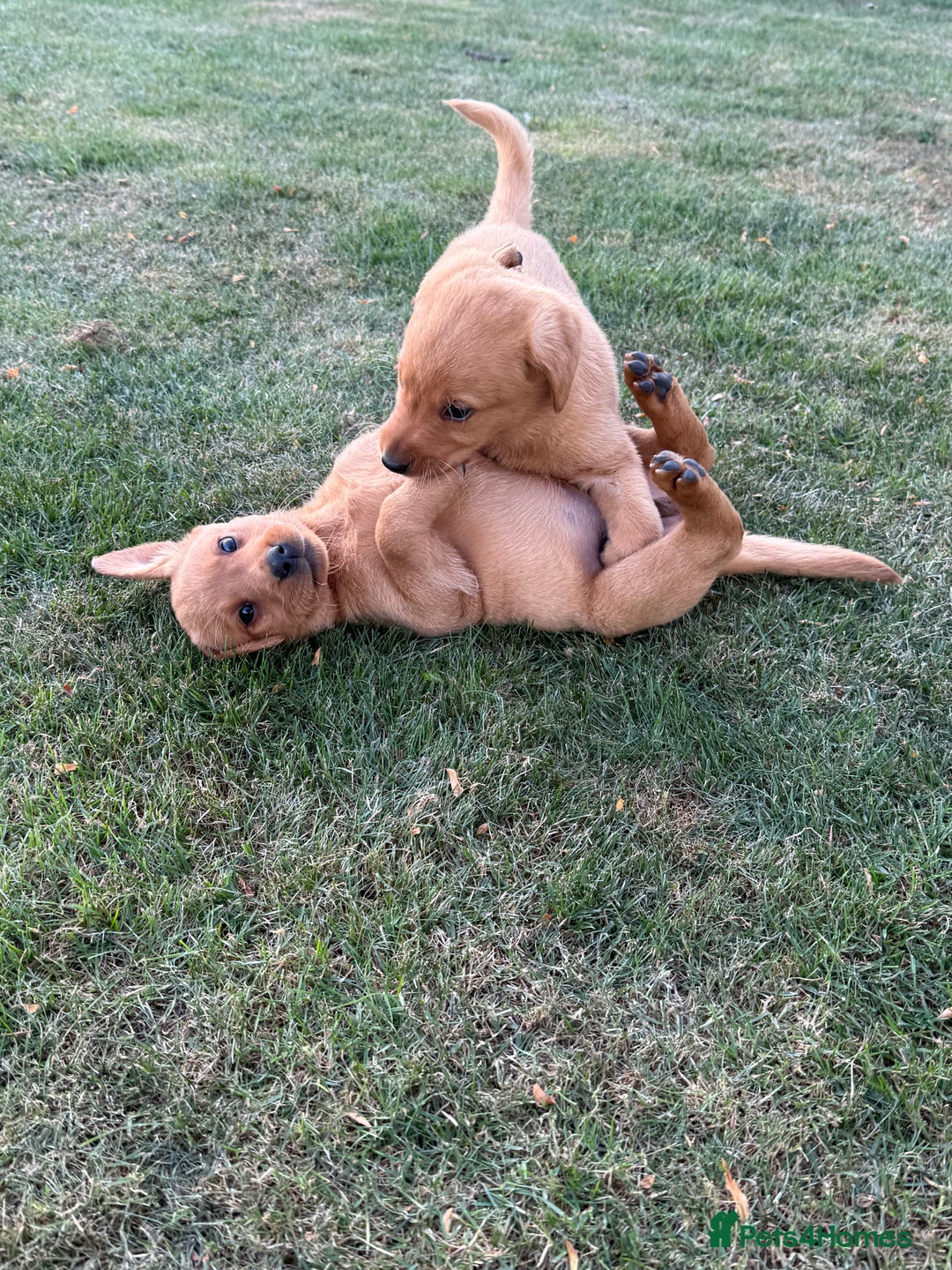 Labrador Retriever dogs for sale: 🧡 Fabulous Red & Yellow KC reg Puppies  - Image 7