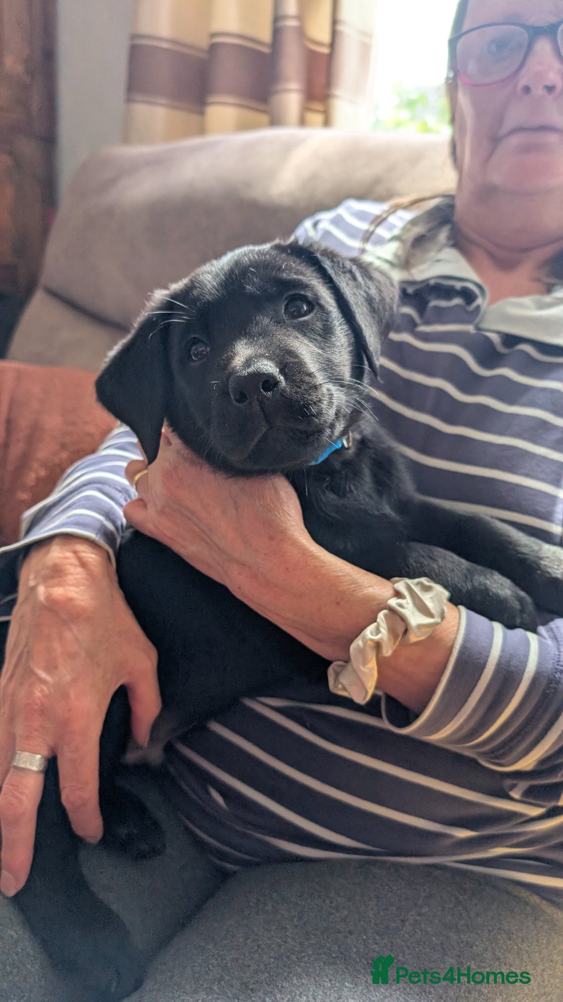 Labrador Retriever dogs Gorgeous Labrador puppies  - Advert 6