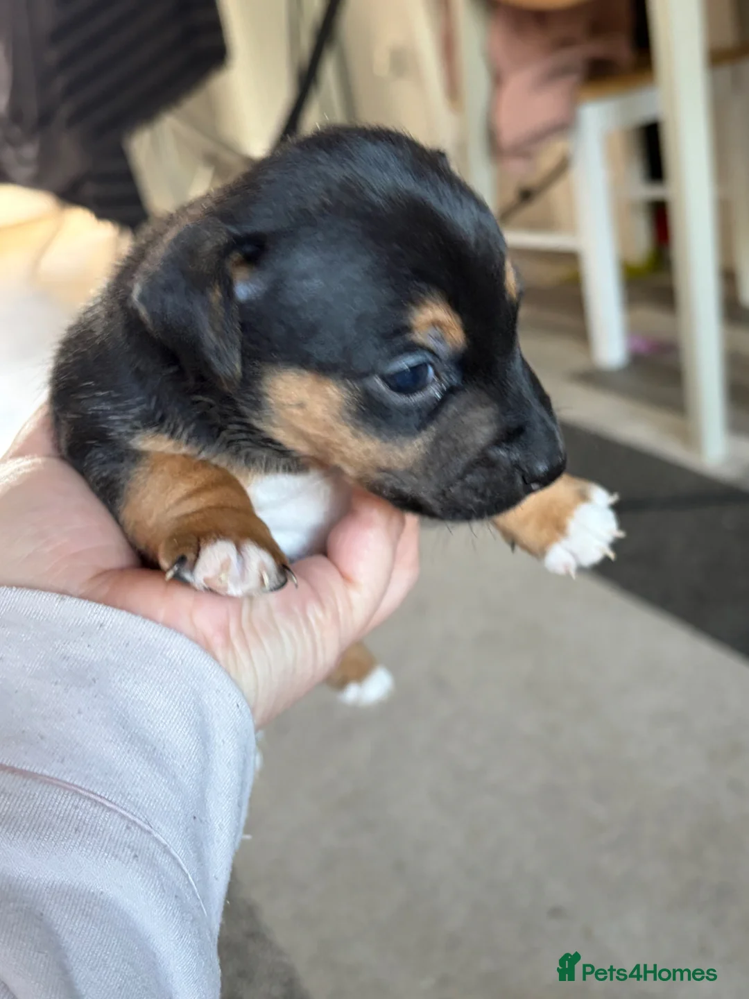 Jack Russell dogs for sale: Much wenlock russel - Advert 2