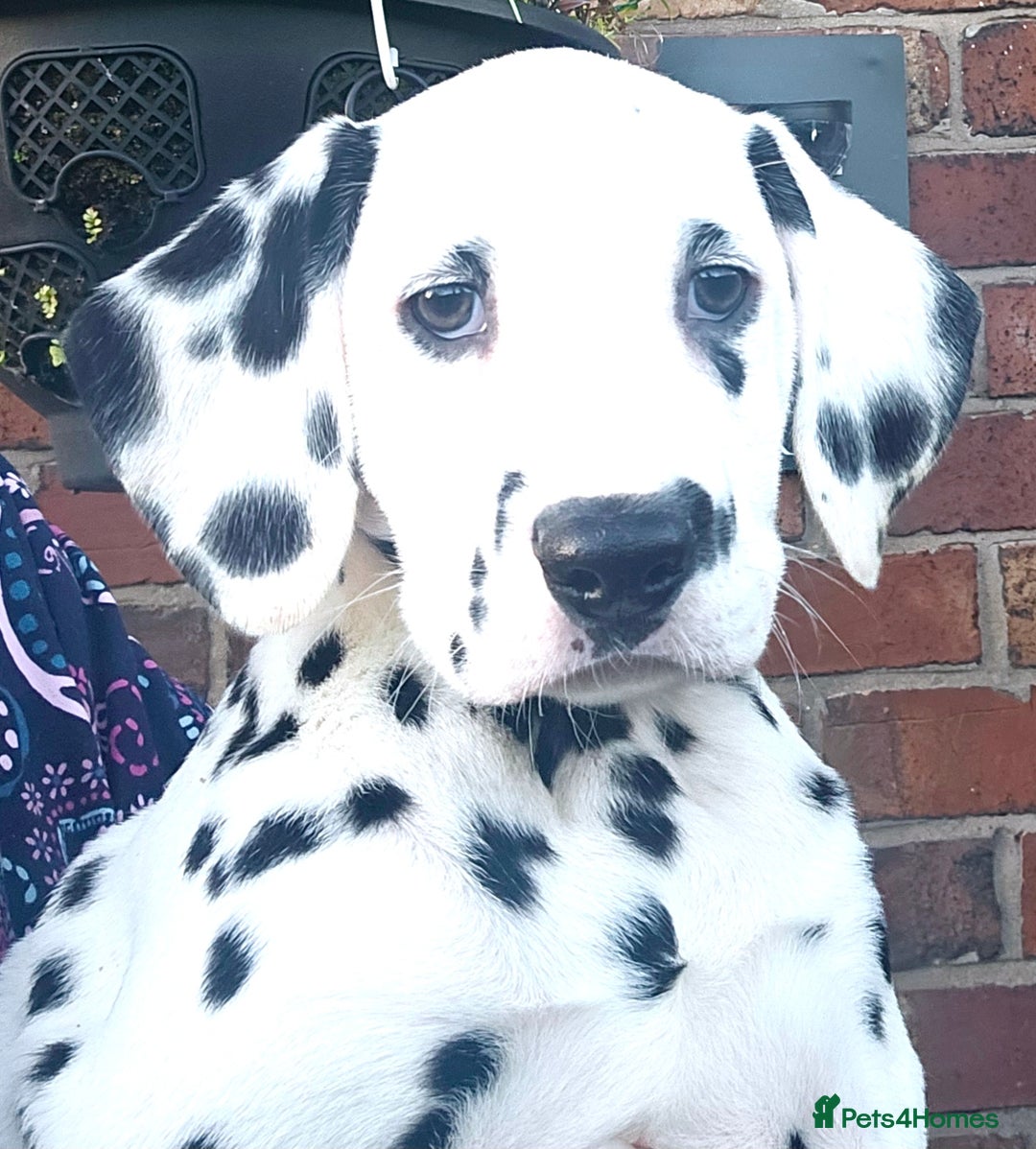 Dalmatian dogs for sale: Champion Lines Dalmatian Puppies - Advert 5