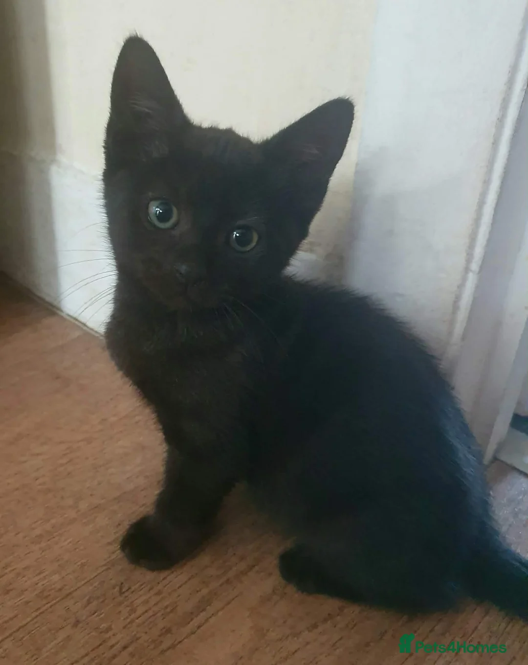 Mixed Breed cats for sale: Kittens - Advert 2