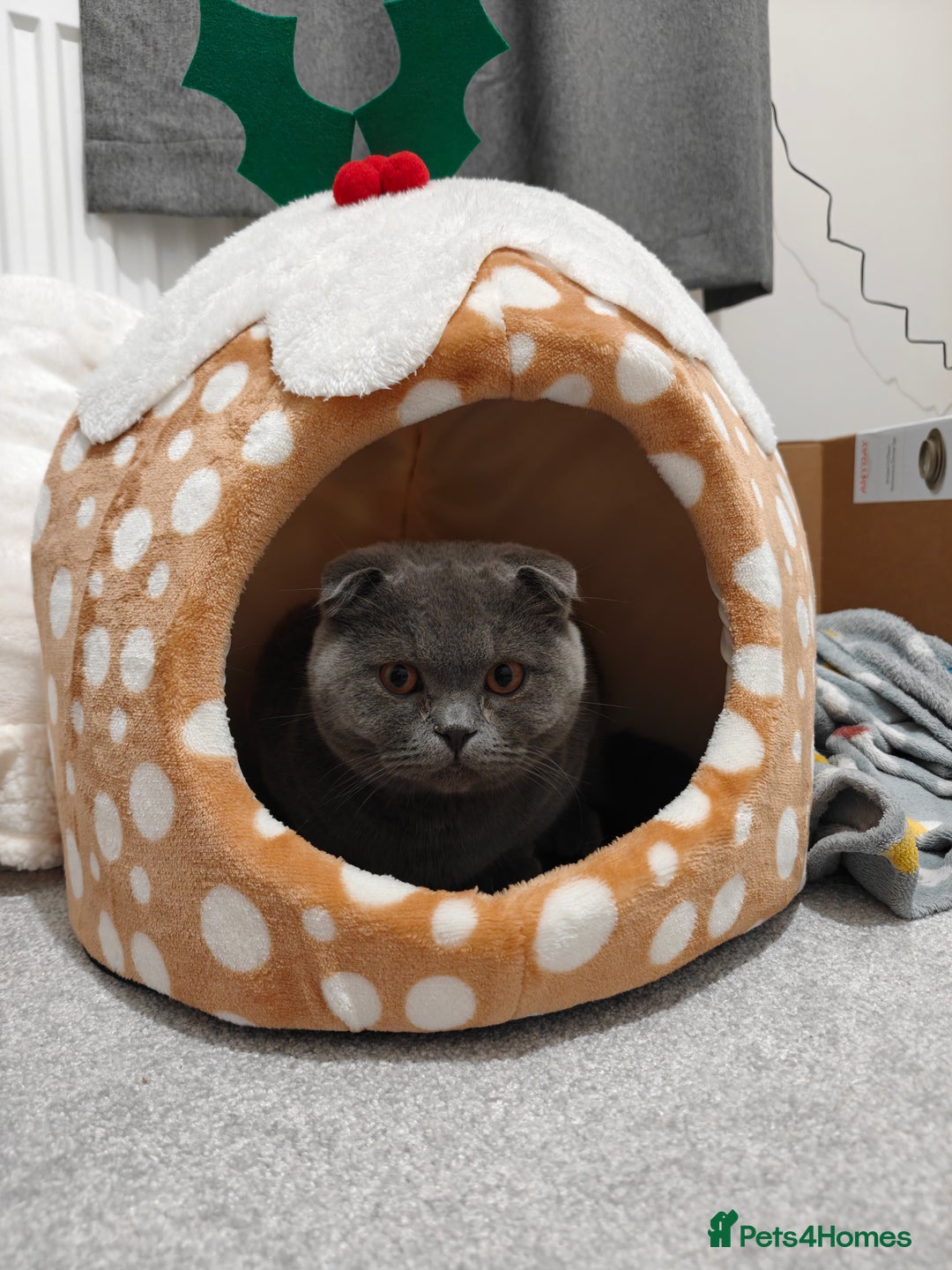 Scottish Fold cats for sale: Sweet Scottish Fold Boy - Advert 1