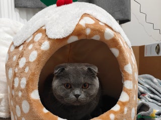 Scottish Fold cats Sweet Scottish Fold Boy - Advert 3