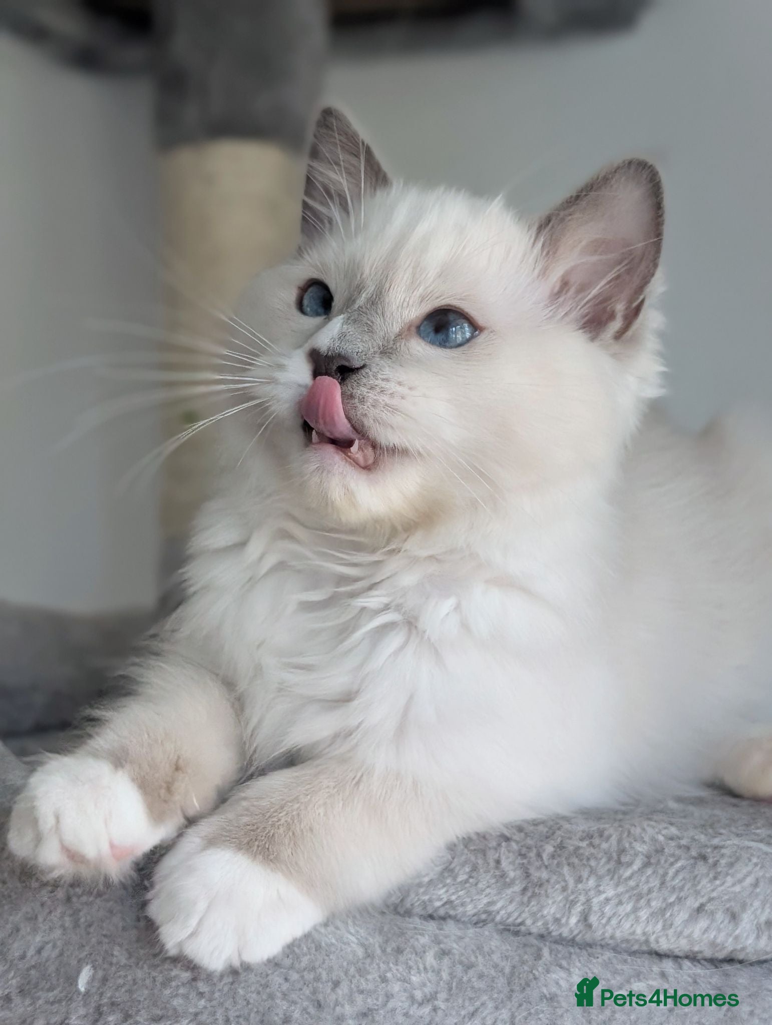 Ragdoll cats TICA,Champion,pedigree female Ragdoll kitten  - Advert 6