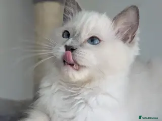 Ragdoll cats TICA,Champion,pedigree female Ragdoll kitten - Advert 6