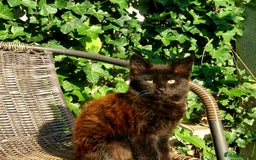 York Chocolate cats for sale:  Kitten 🐈‍⬛ - Image 6