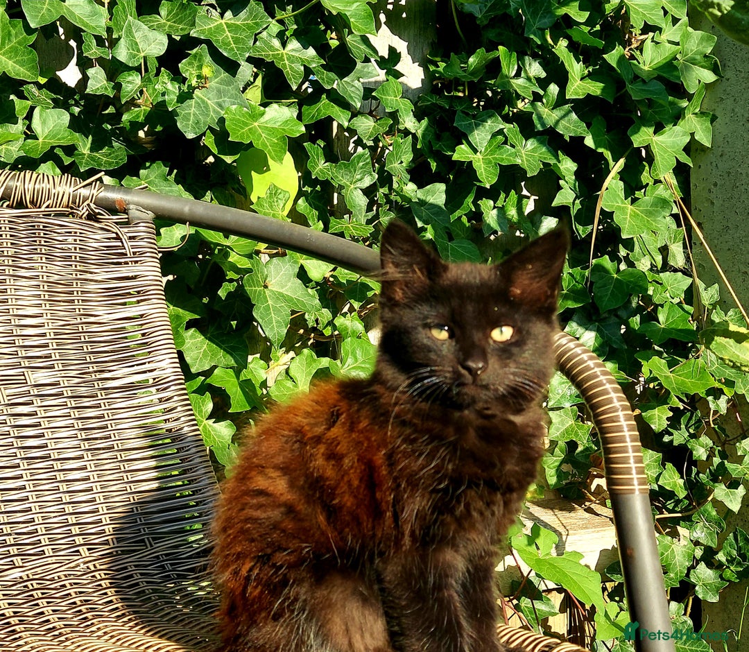 York Chocolate cats for sale:  Kitten 🐈‍⬛ - Image 6