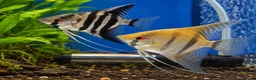 Angelfish fish for sale: Beautiful pair of breeding angelfish  - Advert 1