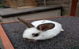 Mini Lop rabbits for sale: Minilops rabbits and various other breeds - Image 5