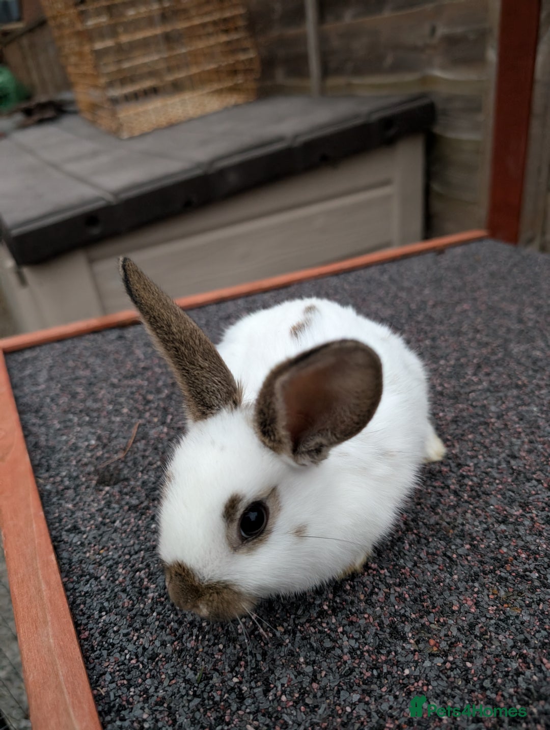 Mini Lop rabbits for sale: Minilops rabbits and various other breeds - Image 5