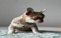 French Bulldog dogs for sale: French bull dog puppies - Image 2