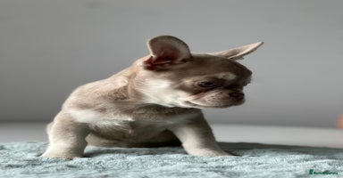French Bulldog dogs - Advert 13