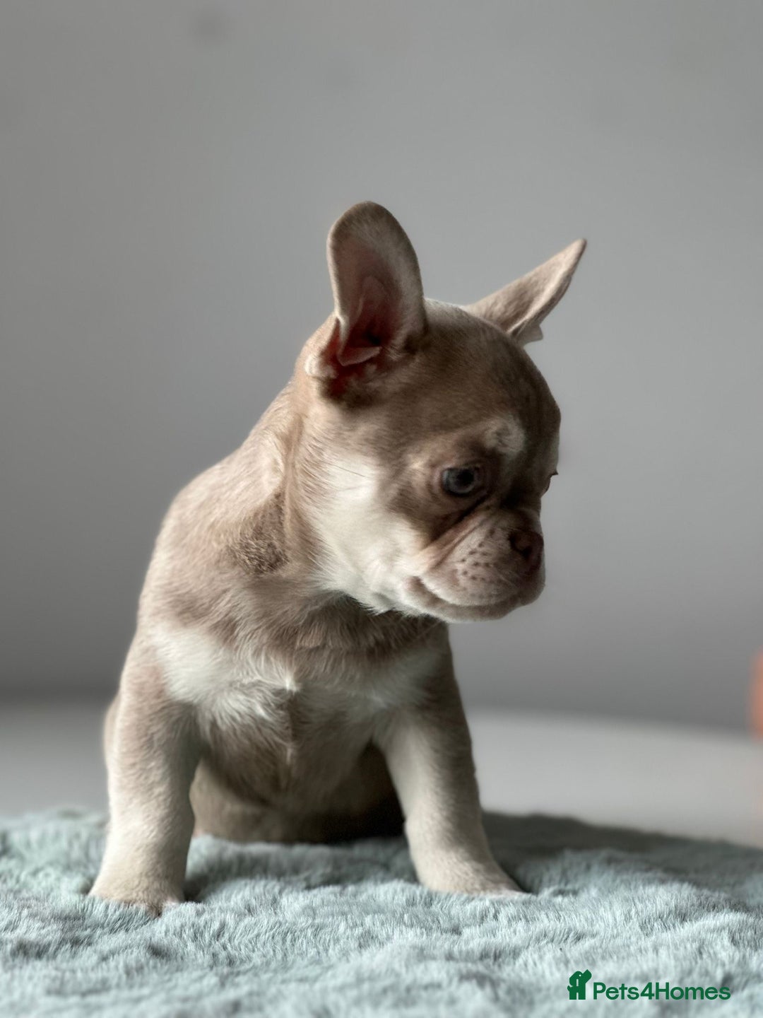 French Bulldog dogs for sale: French bull dog puppies - Image 2