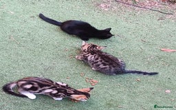 Mixed Breed cats for sale: Stunning kittens for sale  - Image 8