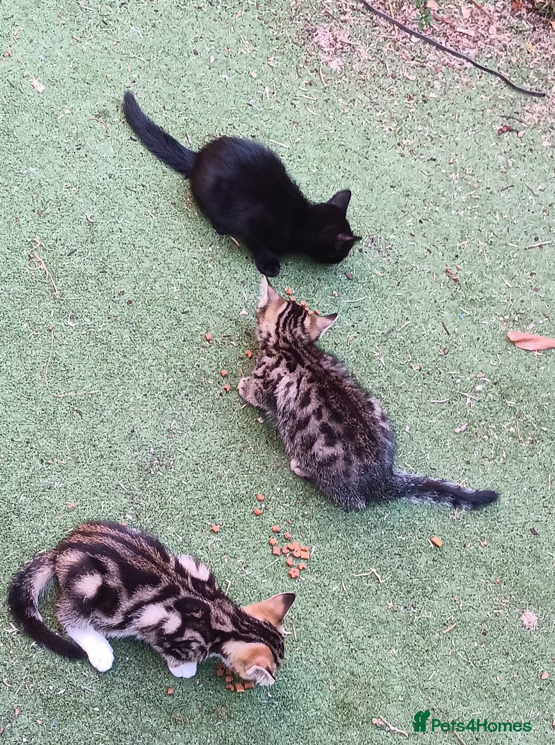 Mixed Breed cats for sale: Stunning kittens for sale  - Image 8