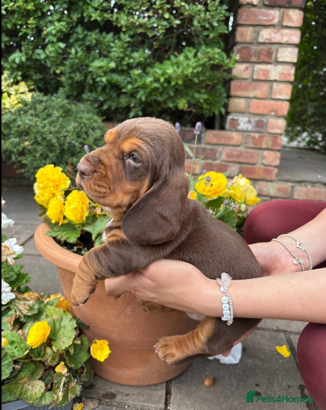 Mixed Breed dogs for sale: Beautiful Basset Hound x’s - Image 4