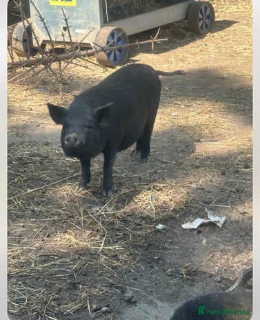 Pig livestock - Advert 20