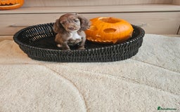 Cocker Spaniel dogs for sale: Working type cocker spaniels. Merle and Roan - Image 12