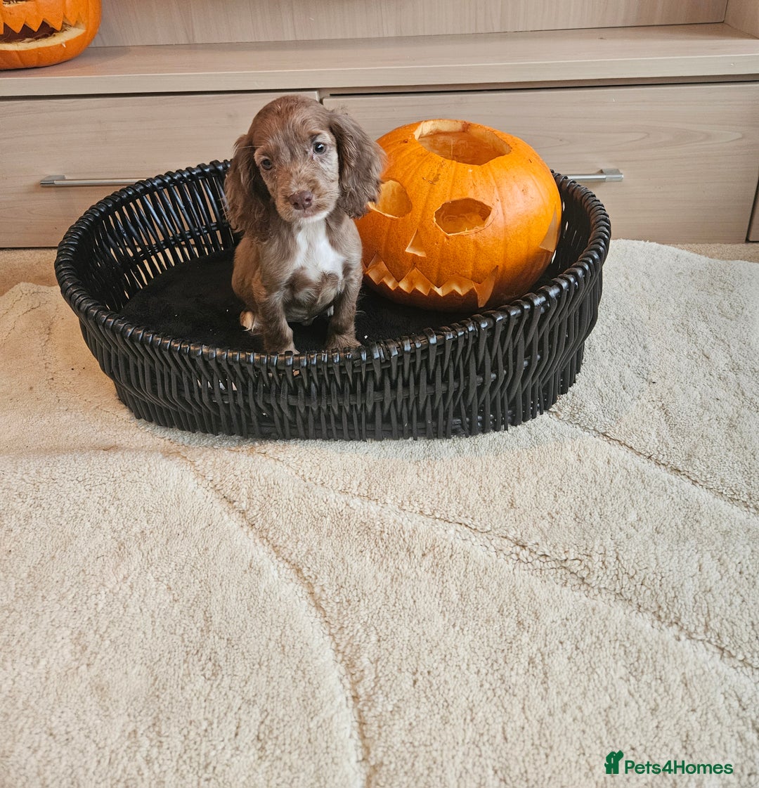 Cocker Spaniel dogs for sale: Working type cocker spaniels. Merle and Roan - Image 12