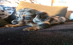 Miniature Dachshund dogs for sale: ✨️Beautiful silver dapple female✨️ - Image 3