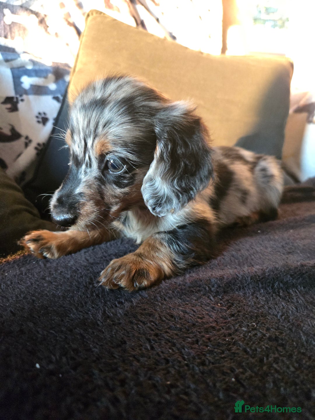 Miniature Dachshund dogs for sale: ✨️Beautiful silver dapple female✨️ - Image 3