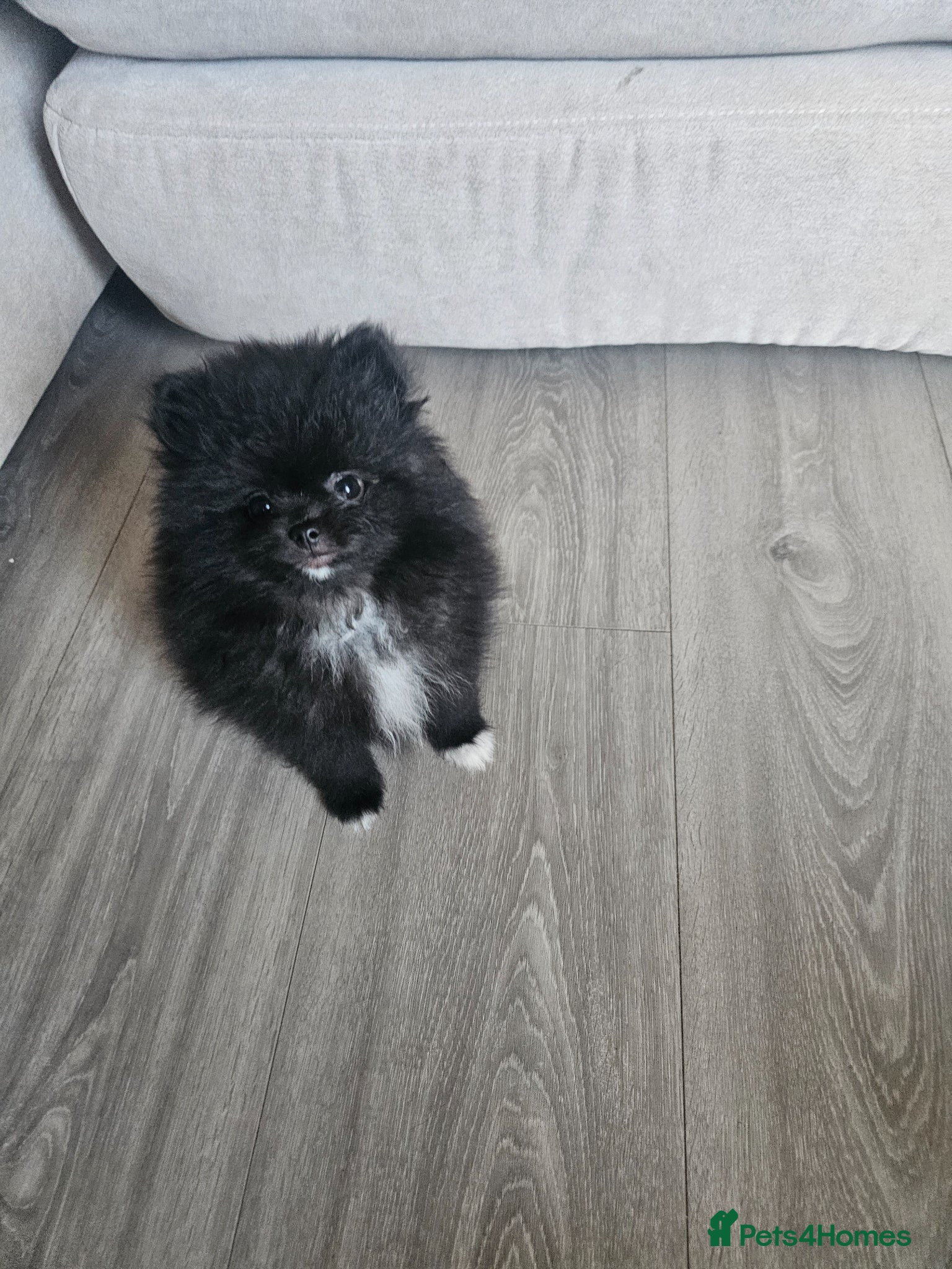 Pomeranian dogs  **  KC Reg Parti Pomeranian - Advert 3