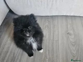 Pomeranian dogs ** KC Reg Parti Pomeranian - Advert 3