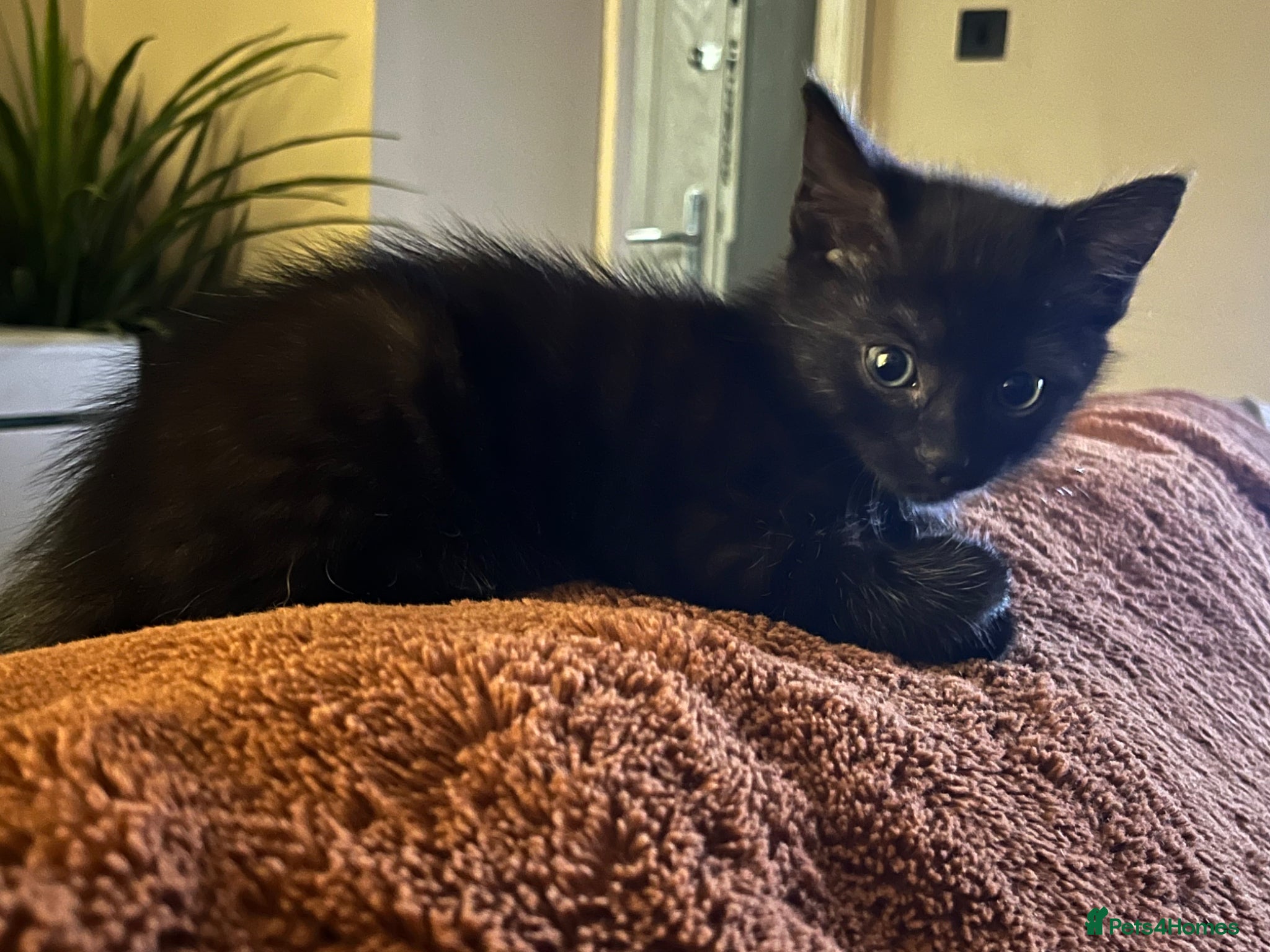 Mixed Breed cats Male kitten - Advert 1