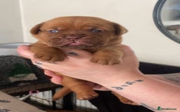 Dogue De Bordeaux dogs for sale: Dogue de bordeaux puppies - Image 8
