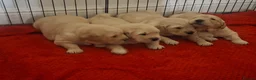 Golden Retriever dogs for sale: 1 KC girl ready for a new home! - Advert 26