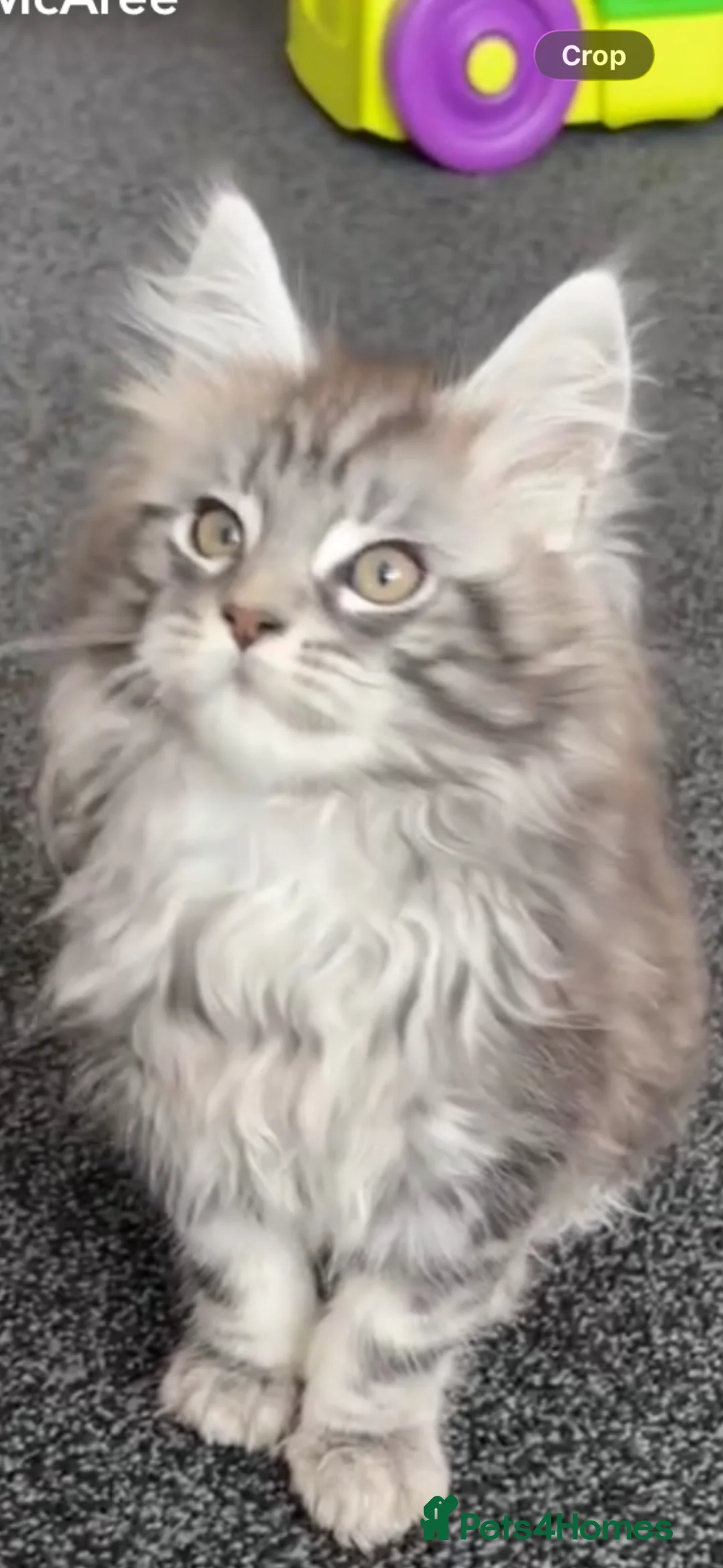 Maine Coon cats for sale: Stunning TICA Registered Male Maine Coon Ready Now - Advert 2