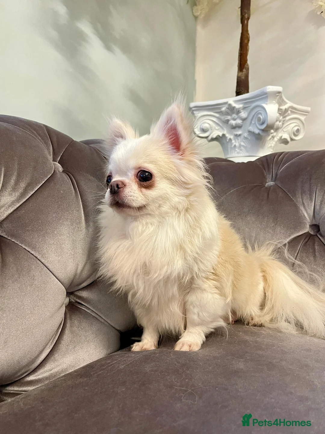 Chihuahua dogs for sale: 6 year old adorable Chihuahua girl  - Advert 1