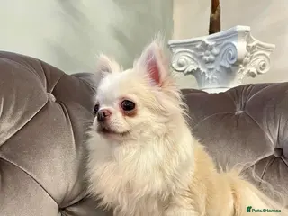 Chihuahua dogs 6 year old adorable Chihuahua girl - Advert 1