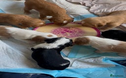 Cocker Spaniel dogs for sale: Baby Cocker Spaniels working type - Image 5