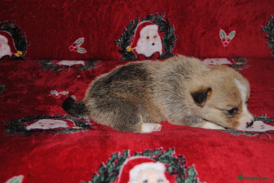 Welsh Corgi Pembroke dogs for sale: Welsh Pembroke Corgi Puppies - Girls Available - Advert 7