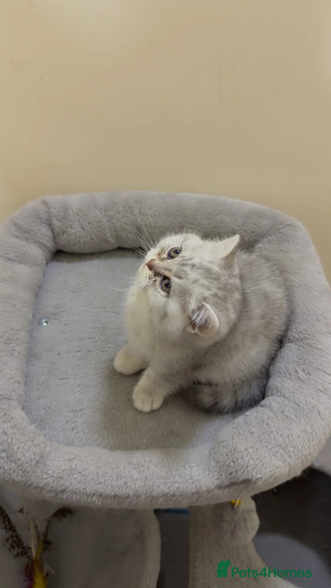 British Shorthair cats for sale: Beautiful British shorthair  - Advert 19