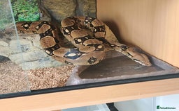 Boa Snake reptiles for sale: Male boa with 6ft viv - Image 3
