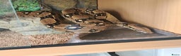 Boa Snake reptiles for sale: Male boa with 6ft viv - Advert 3