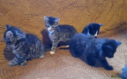 Domestic Shorthair cats for sale: Adorable Kittens Ready for Their Forever Homes - Advert 6