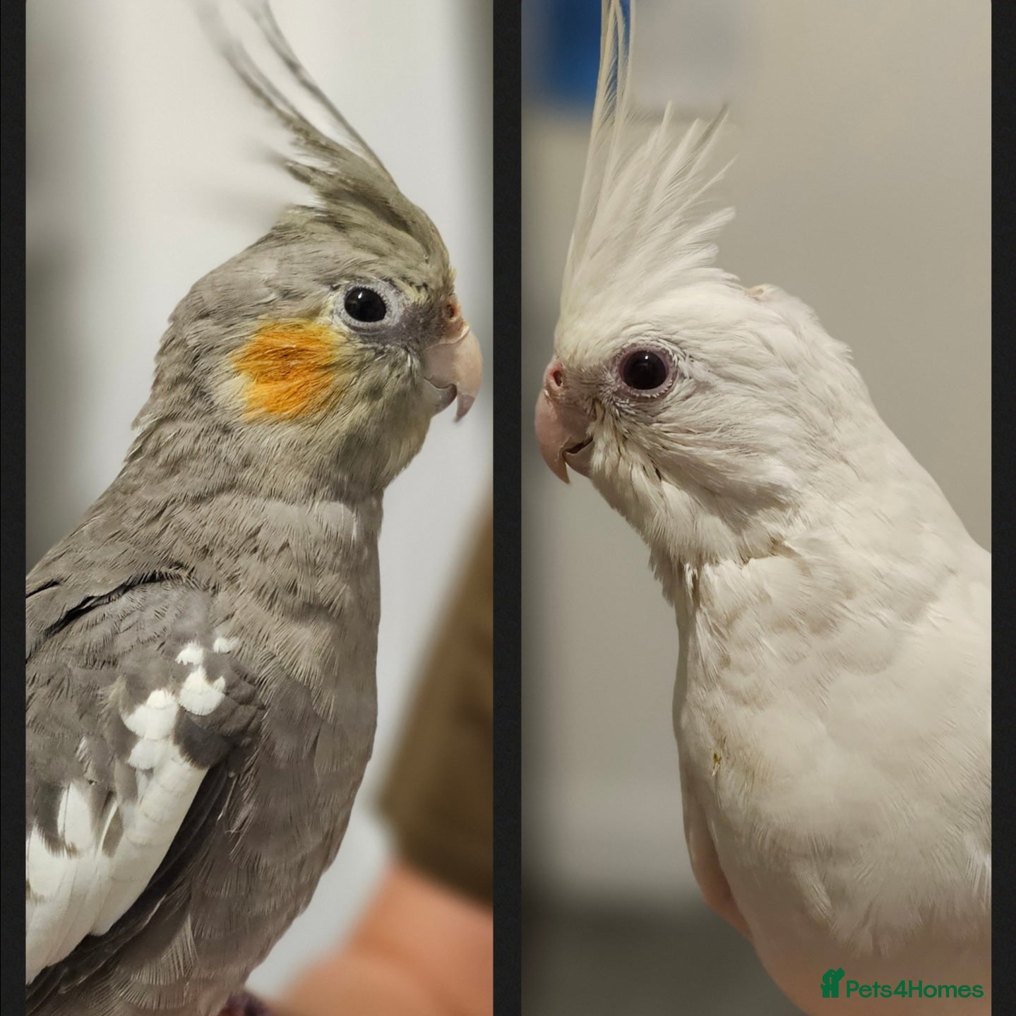 Cockatiels birds 2 hand tamed beautiful cockatiels  - Advert 1
